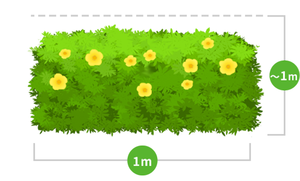 1メートルの植え込みのイメージイラスト画像