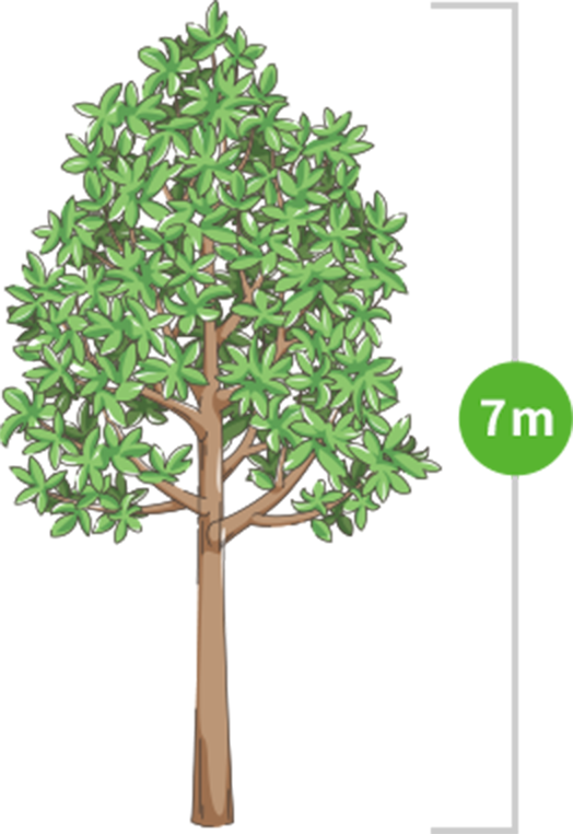 7m（5～7m未満）のイラストイメージ